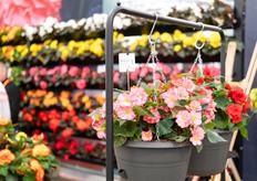 Een nieuwe introductie is de Nonstop Joy, ' the only semi-trailing tuberous begonia from seed'